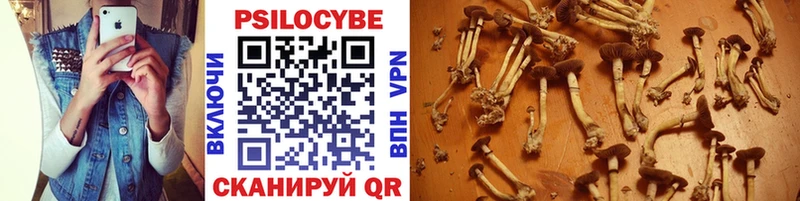 Псилоцибиновые грибы Psilocybe  Купить закладки  Макушино 